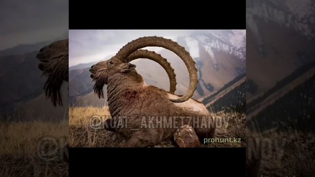 Тау ешкі, күр төмендеп кетті смотреть онлайн