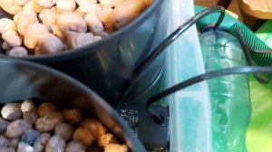 Тропические растения на гидропонике.