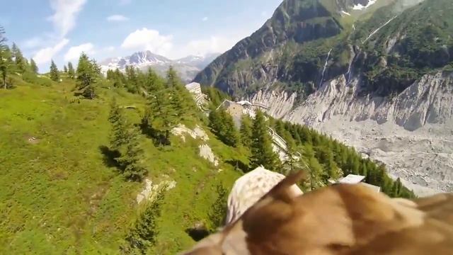 Üzerine Kamera Takılan Kartalın Uçuşu !