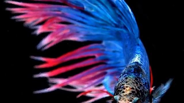 Аквариумная рыбка сиамский петушок (Betta splendens) смотреть онлайн