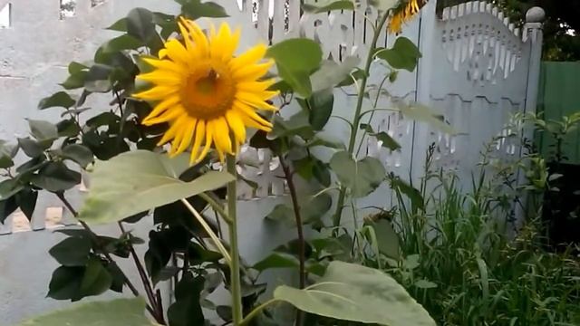 Шмель на опылении подсолнуха.