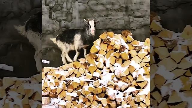 Кормим Венгерскую Мангалицу смотреть онлайн