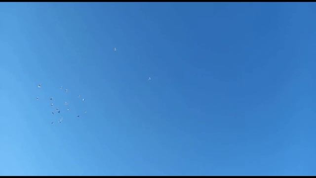 Высоколётные декоративные бойные голуби лёт и игра. Двухчубые голуби. Tauben. Pigeons. Pombos.