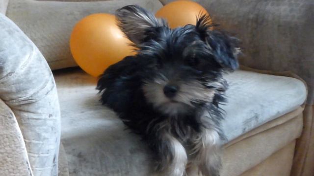 Маленький Тоби смотреть онлайн