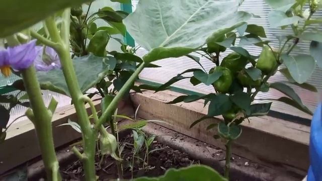 Мои теплицы..не всё ХОРОШО, как хотелось бы? смотреть онлайн