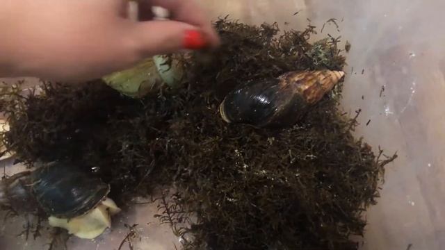 Новая кладка улиток АхатинОтправила яйца в сушкуПересчитываю кладку Ахатин фулика