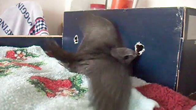 Стриж учится летать (Swift learning to fly) смотреть онлайн