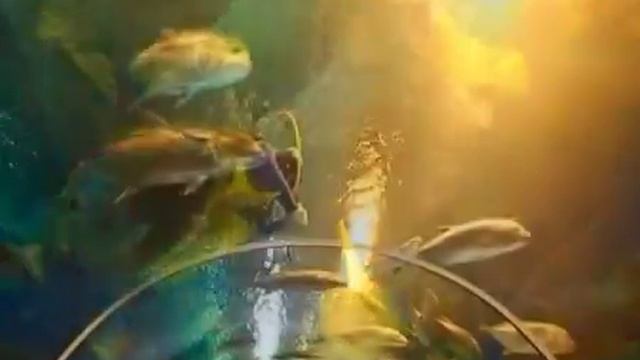 Развлекательный Центр "Думан".Единственный Океанариум в Казахстане смотреть онлайн