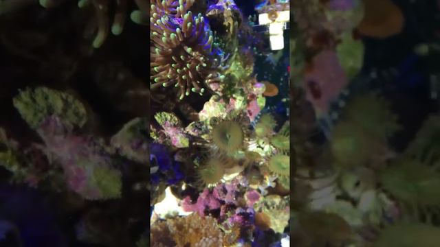 Морской нано риф 30 литров 4 месяца смотреть онлайн