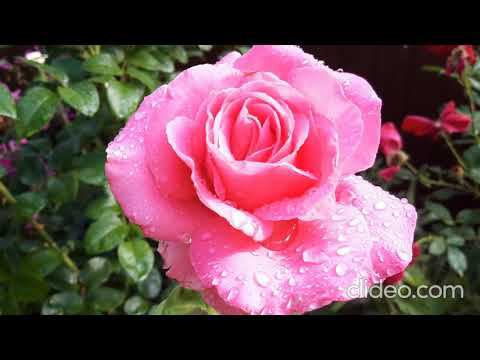 Метель мела... Во снах цвели розы... смотреть онлайн