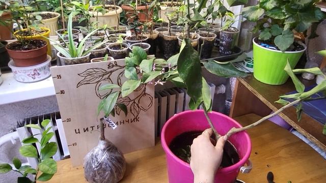 Цитрусы на трифолиате. смотреть онлайн