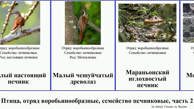 Птица, отряд воробьинообразные, семейство печниковые, часть 2 иглохвостка филидор канастеро лесной смотреть онлайн