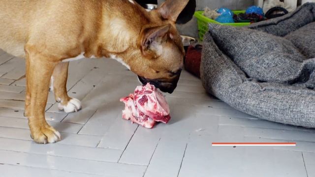 Бультерьер не знает что делать с косточкой. Минибуль Дан. смотреть онлайн