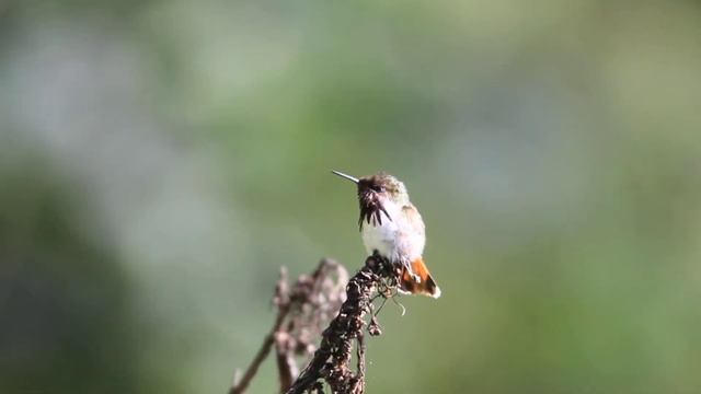 Selasphorus heloisa смотреть онлайн