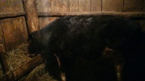 Как я ставлю Ивермек