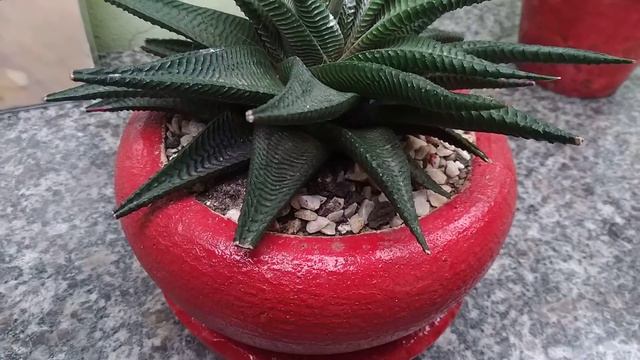 Echevéria tolimanensis e outras suculentas | LP Lindomar Castilho смотреть онлайн