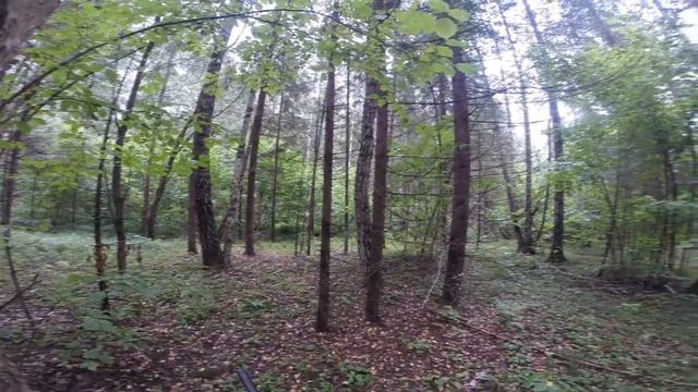 Охота на рябчика в лесу с манком. смотреть онлайн