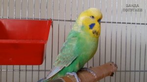 ? Учим попугая говорить. Урок № 52: "Свободу попугаям!"