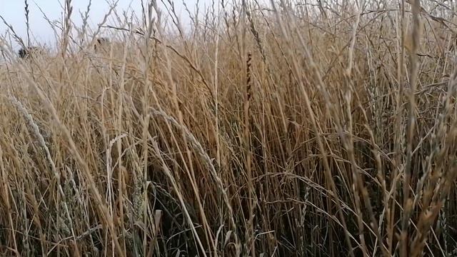 Райграс однолетний (уборочное состояние). смотреть онлайн