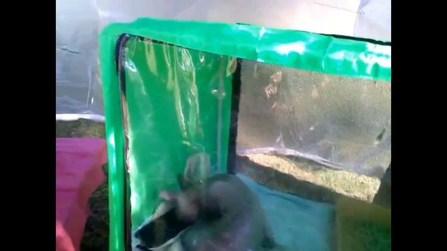 Выставка КОШЕК аэрохоккей ДЕД и ВНУК смотреть онлайн