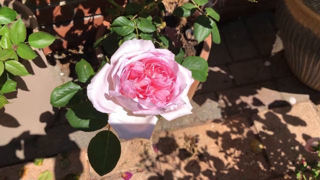 David Austin THE ANCIENT MARINER ( Ausoutcry ) Shrub Rose
