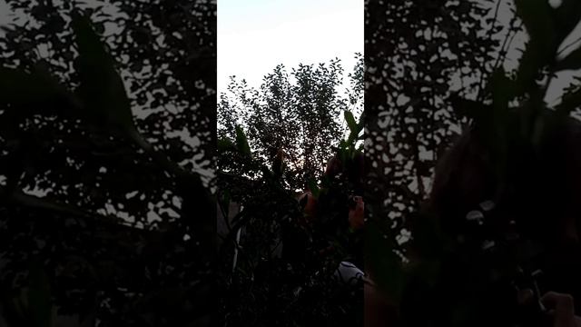Ты так красива - кавер на укулеле | vluna | ukulele | смотреть онлайн