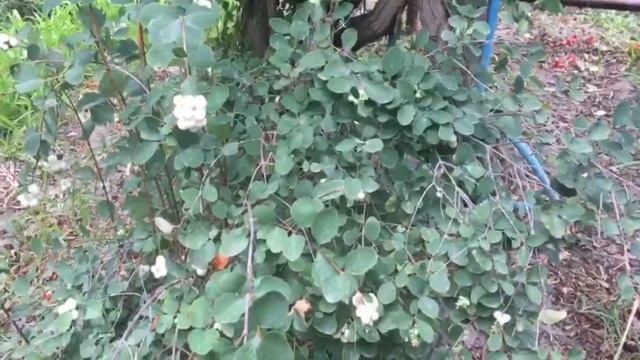 Онлайн экскурсия по СЮН смотреть онлайн