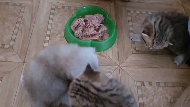 Милые создания //Котята от рождения до 3 недель// Жизнь в Германии