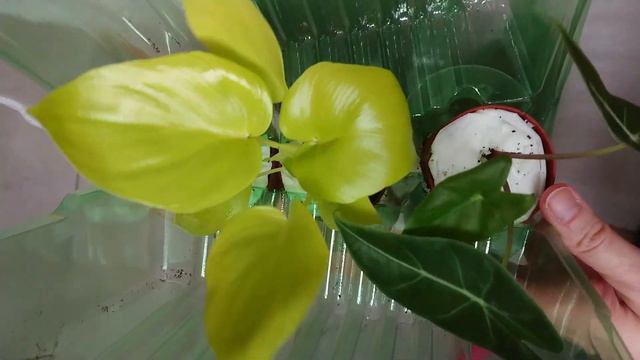 🌱💚Kolekcjonerski unboxing💚🌱Paczka niespodzianka a w niej sama radość💚Nowe rośliny od 2greenish смотреть онлайн