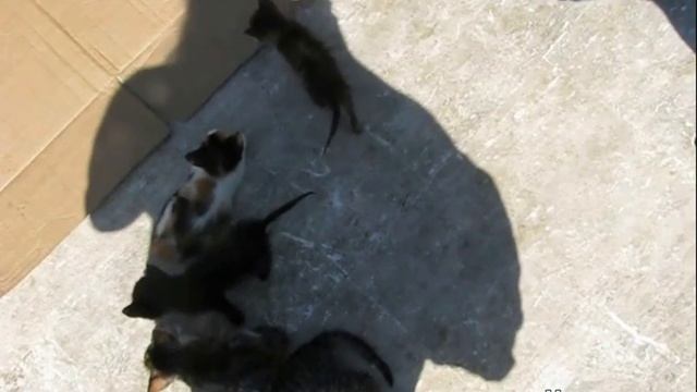 Приготовьте мимиметры! Букет котят для Вас :) TURKEY. IZMIR. смотреть онлайн