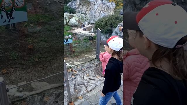 Милые пингвины, Зоопарк Шёнбрунн (Австрия) смотреть онлайн