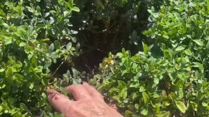 КАК ✅СПАСТИ САМШИТЫ от МУЧНИСТОГО ЧЕРВЕЦА - ВОЙЛОЧНИКА?✅МОИ ДЕЙСТВИЯ