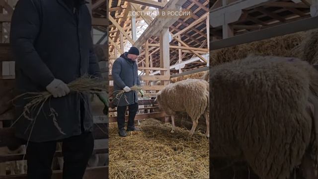 Молочный баран восточно-фризской породы из Германии смотреть онлайн