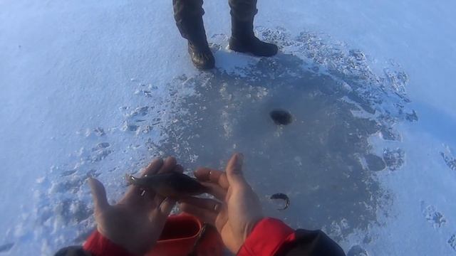 зачетный горбатый окунь зимняя рыбалка ЛУЖСКИЙ РАЙОН НИЖНИЕ ИЛЬЖО ОЗ.ТЕРЕБЕНЕВСКОЕ смотреть онлайн