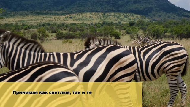 Законы Вселенной: как достичь баланса и гармонии в жизни смотреть онлайн