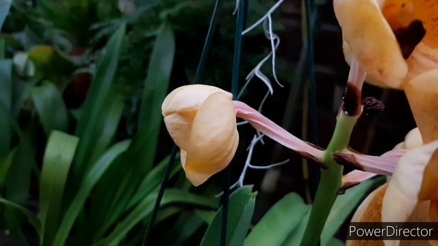 Обзор цветения Орхидей в декабре.ОРХИДЕИ -Первая Ванда, Ликаста, Дендробиум, Каттлея, Неостилис.