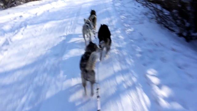 Собачьи упряжки Тологой Крещение 2020 смотреть онлайн