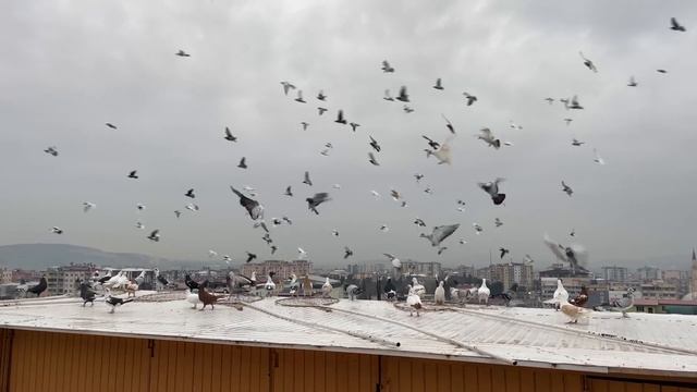 Sezonun Son Karışma Uçuşu, @muhammedkrlar309 Kardeşimizle Karışma Kuşu Hakkında Bilinmeyenler ? смотреть онлайн