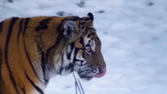 The Siberian Tiger Eats Over 120 People Alive! (Tigers Gone WILD) смотреть онлайн