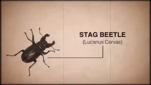 Centipede: Infestation [Trailer] смотреть онлайн