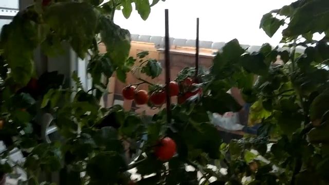 Бонсай. Плодоношение помидоров в октябре. смотреть онлайн