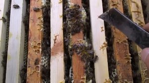 Отстройка вощины Как правильно ставить вощину