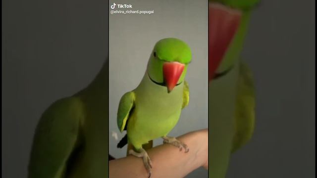 Смешные видео с животными//Тик Ток смотреть онлайн