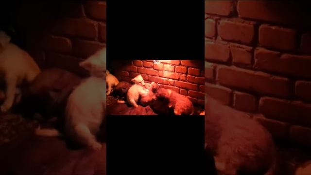 Что им снится, бездомным, ненужным... смотреть онлайн