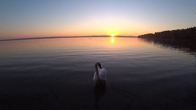 Калининград 2018 Оз.Виштынецкое, восход солнца, лебедь смотреть онлайн
