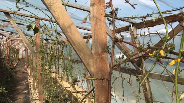 Ежевика Карака блэк в теплице - весенняя обрезка 2020 год смотреть онлайн