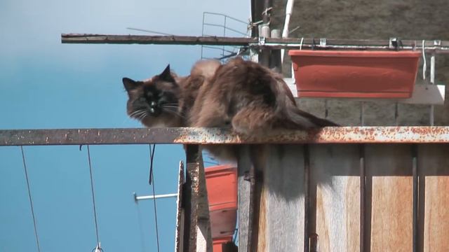 Кот на балконе смотреть онлайн