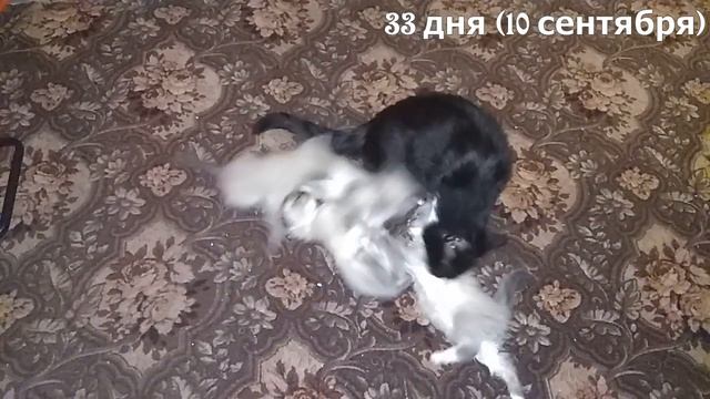 Дачные котята #1 смотреть онлайн