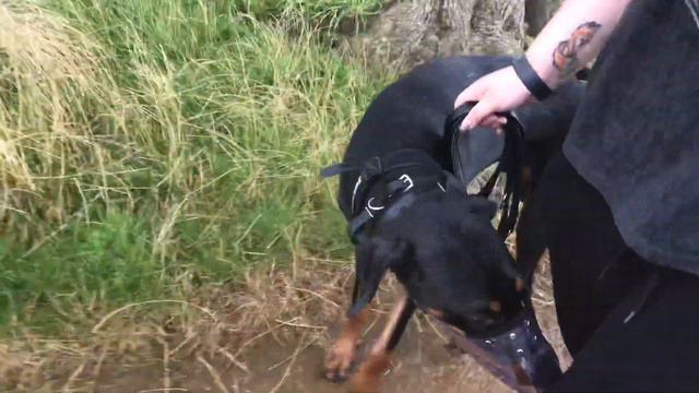 JUP THE DOBERMAN, OFF LEAD ! REDUCED ANXIETY ! NEXT TO NO REACTIVITY ! .... смотреть онлайн