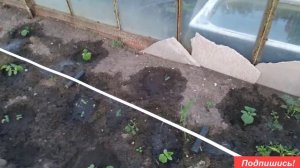 Автоматический полив в теплице. С таймером подачи воды. Схема сборки капельного полива своими рукам